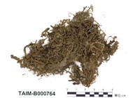 藏品(泥炭苔屬)的圖片